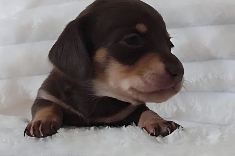 Dachshund (Miniature Smooth Haired)