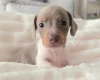 Dachshund (Miniature Smooth Haired)