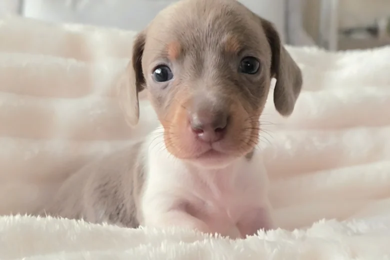 Dachshund (Miniature Smooth Haired)