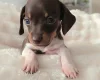 Dachshund (Miniature Smooth Haired)