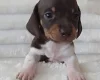Dachshund (Miniature Smooth Haired)