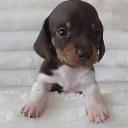 Dachshund (Miniature Smooth Haired)