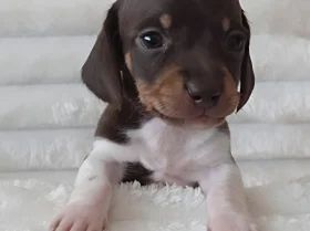 Dachshund (Miniature Smooth Haired)