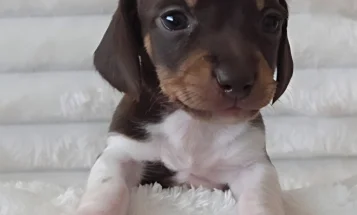 Dachshund (Miniature Smooth Haired)