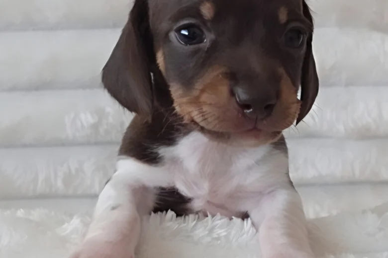 Dachshund (Miniature Smooth Haired)