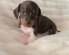 Dachshund (Miniature Smooth Haired)