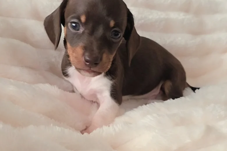 Dachshund (Miniature Smooth Haired)