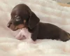 Dachshund (Miniature Smooth Haired)