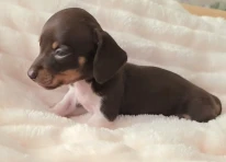 Puppy 1