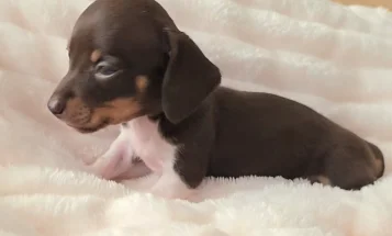 Dachshund (Miniature Smooth Haired)