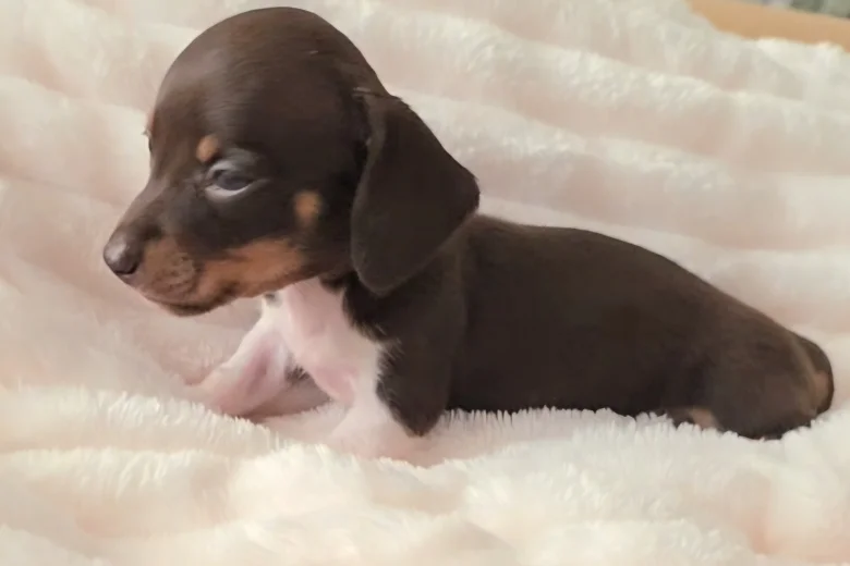 Dachshund (Miniature Smooth Haired)