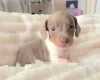 Dachshund (Miniature Smooth Haired)