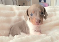 Puppy 2