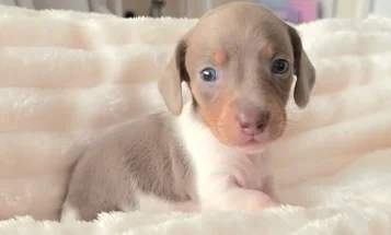 Dachshund (Miniature Smooth Haired)