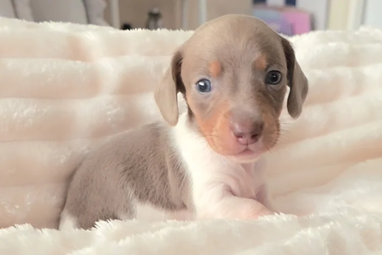 Dachshund (Miniature Smooth Haired)