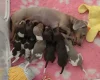 Dachshund (Miniature Smooth Haired)