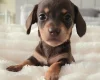 Dachshund (Miniature Smooth Haired)
