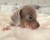 Dachshund (Miniature Smooth Haired)