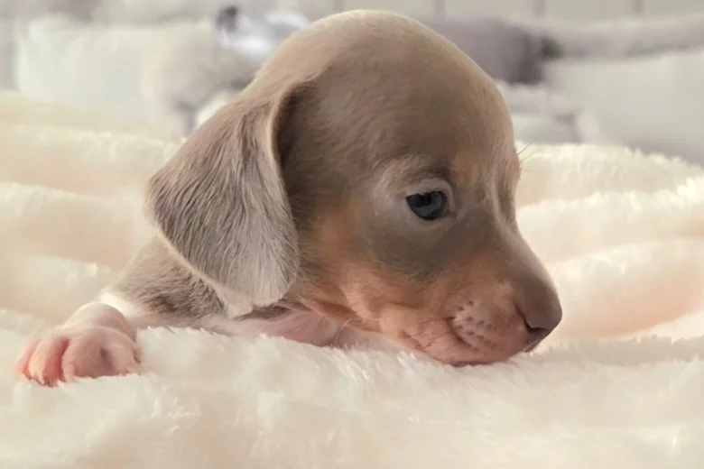 Dachshund (Miniature Smooth Haired)