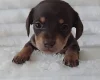 Dachshund (Miniature Smooth Haired)
