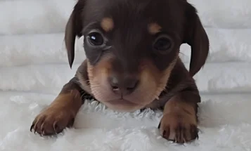Dachshund (Miniature Smooth Haired)
