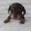 Dachshund (Miniature Smooth Haired)