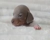Dachshund (Miniature Smooth Haired)