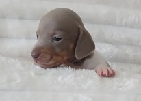 Puppy 5