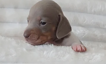 Dachshund (Miniature Smooth Haired)