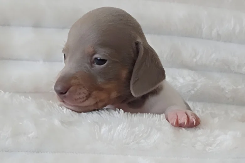 Dachshund (Miniature Smooth Haired)