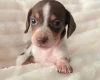 Dachshund (Miniature Smooth Haired)