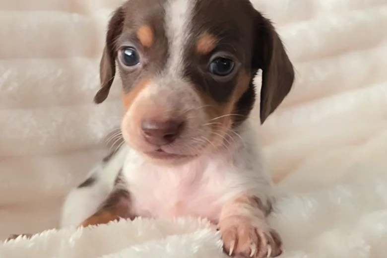 Dachshund (Miniature Smooth Haired)