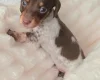Dachshund (Miniature Smooth Haired)