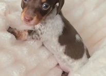 Puppy 3
