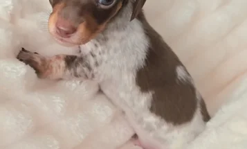 Dachshund (Miniature Smooth Haired)