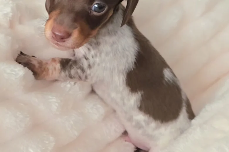 Dachshund (Miniature Smooth Haired)