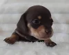 Dachshund (Miniature Smooth Haired)