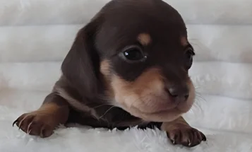 Dachshund (Miniature Smooth Haired)