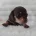Dachshund (Miniature Smooth Haired)
