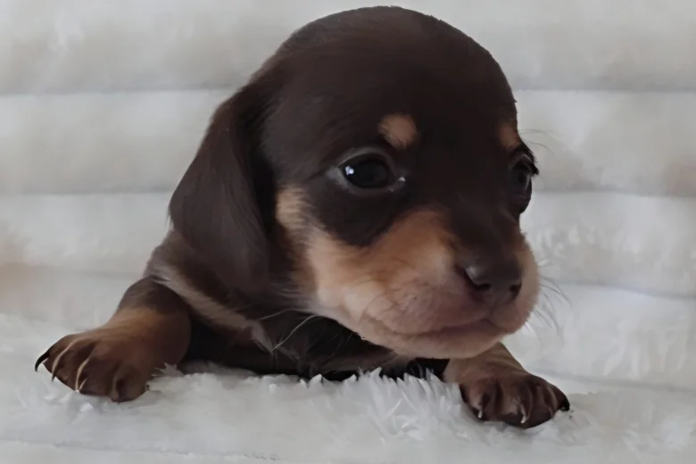 Dachshund (Miniature Smooth Haired)