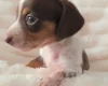 Dachshund (Miniature Smooth Haired)