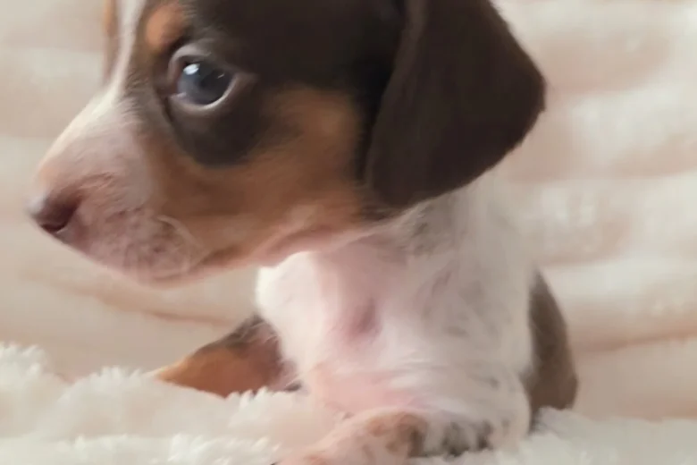Dachshund (Miniature Smooth Haired)