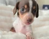 Dachshund (Miniature Smooth Haired)
