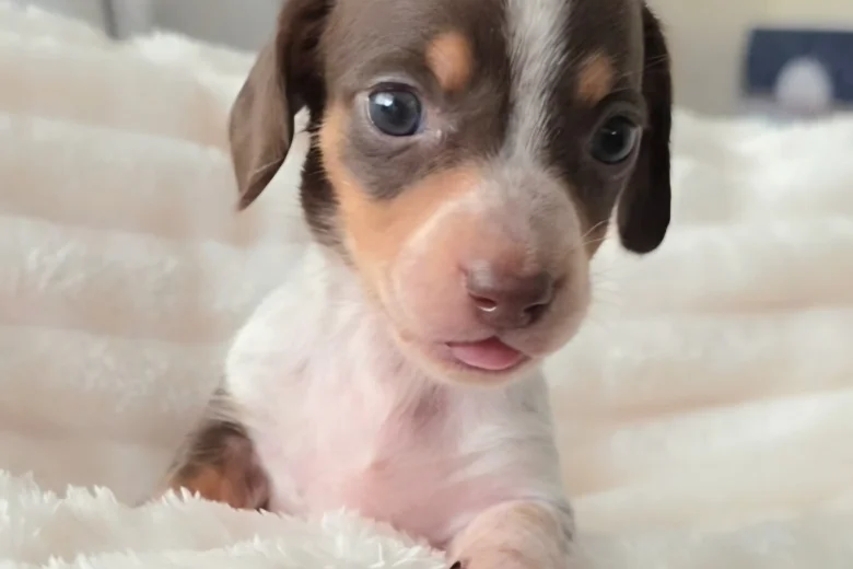Dachshund (Miniature Smooth Haired)