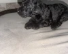 Miniature Poodle