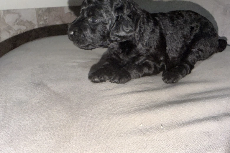 Miniature Poodle