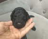 Miniature Poodle