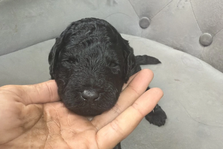 Miniature Poodle