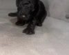Miniature Poodle