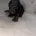 Miniature Poodle